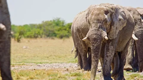 African elephant walking toward camera in savanna wildlife Stock Footage 272524628
