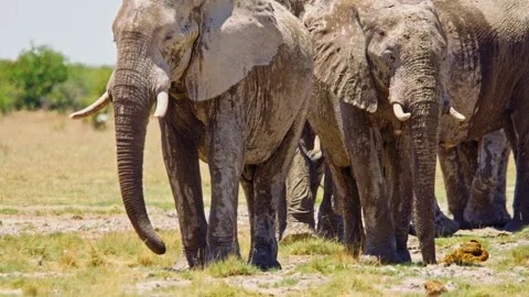 African elephant walking toward camera in savanna wildlife Stock Footage 272531478
