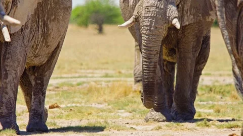 African elephant walking toward camera in savanna wildlife Stock Footage 272546750