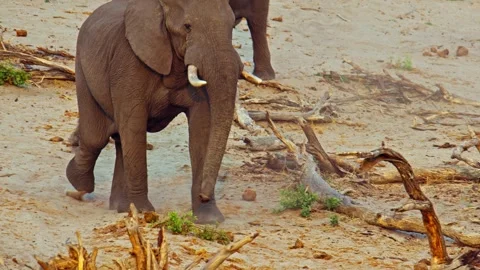 African elephant walking toward camera in savanna wildlife Stock Footage 272554451