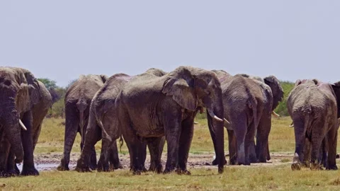 African elephant walking toward camera in savanna wildlife 库存影片 272560148