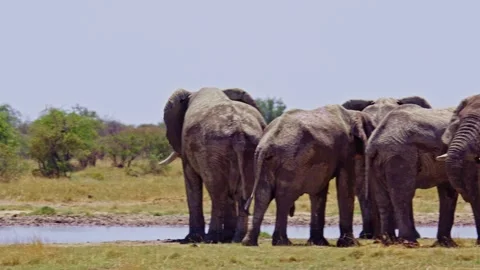 African elephant walking toward camera in savanna wildlife Stock Footage 272561220
