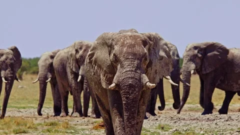 African elephant walking toward camera in savanna wildlife Stock Footage 272565000
