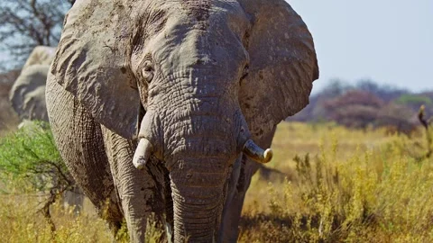 African elephant walking toward camera in savanna wildlife Video stock 272585729