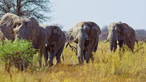 African elephant walking toward camera in savanna wildlife 库存影片 272591214
