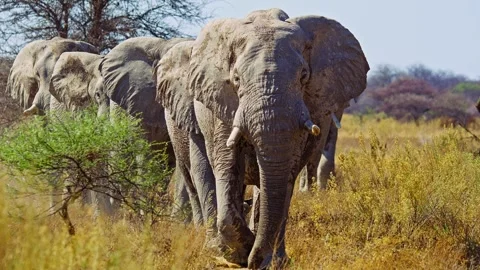 African elephant walking toward camera in savanna wildlife Stock Footage 272592503