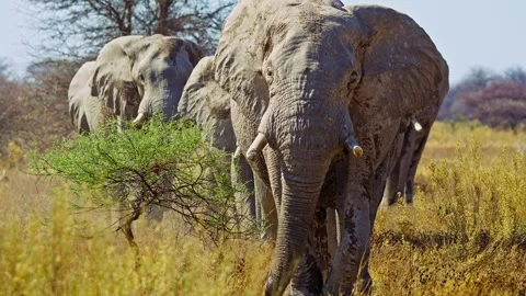 African elephant walking toward camera in savanna wildlife Stock Footage 272592591