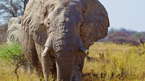 African elephant walking toward camera in savanna wildlife 库存影片 272594299