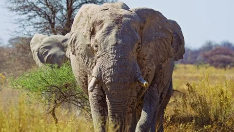 African elephant walking toward camera in savanna wildlife 库存影片 272594452