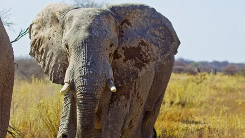 African elephant walking toward camera in savanna wildlife Stock Footage 272600299