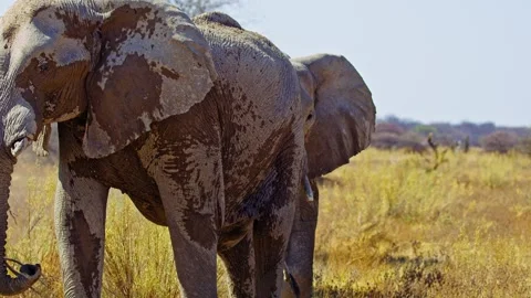 African elephant walking toward camera in savanna wildlife Stock Footage 272602942