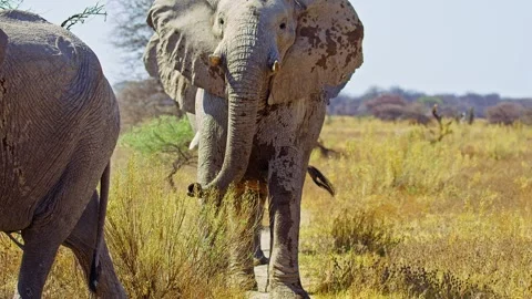 African elephant walking toward camera in savanna wildlife Video stock 272603170