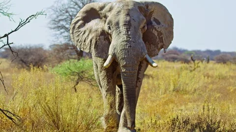 African elephant walking toward camera in savanna wildlife Stock-Footage 272604309