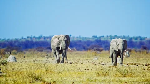 African elephant walking toward camera in savanna wildlife Vidéo 272682996