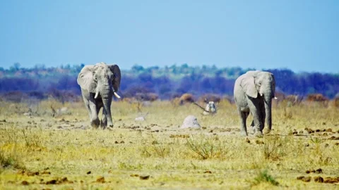 African elephant walking toward camera in savanna wildlife Stock Footage 272683091