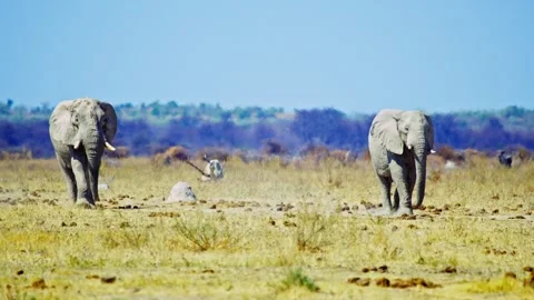 African elephant walking toward camera in savanna wildlife Stock Footage 272686398