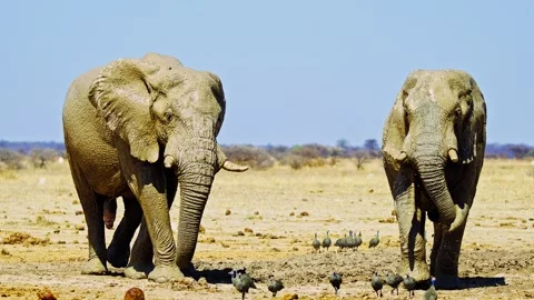 African elephant walking toward camera in savanna wildlife Stock Footage 272694569