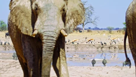 African elephant walking toward camera in savanna wildlife Stock Footage 272700830