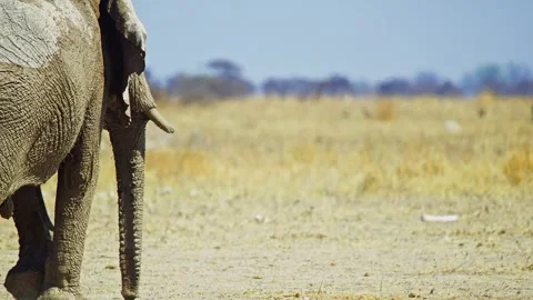 African elephant walking toward camera in savanna wildlife Stock Footage 272703910