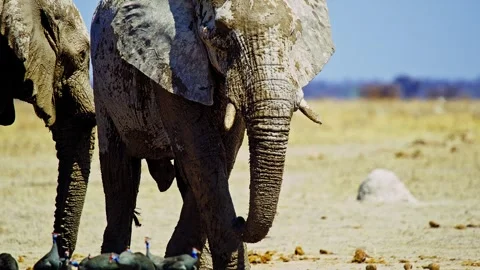 African elephant walking toward camera in savanna wildlife Stock Footage 272713410