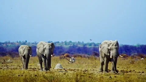 African elephant walking toward camera in savanna wildlife Stock-Footage 272714649