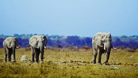 African elephant walking toward camera in savanna wildlife Stock Footage 272714659