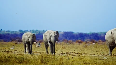 African elephant walking toward camera in savanna wildlife 库存影片 272716533