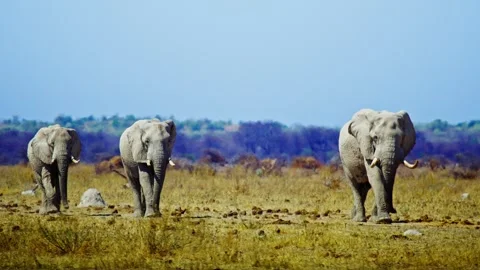 African elephant walking toward camera in savanna wildlife Stock Footage 272718944