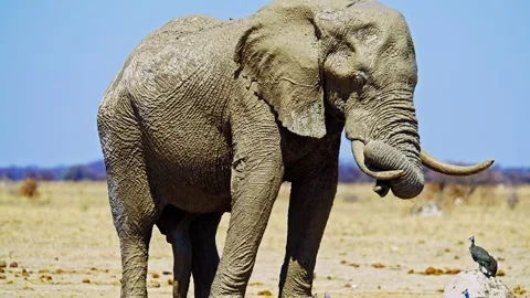 African elephant walking toward camera in savanna wildlife Stock Footage 272730956