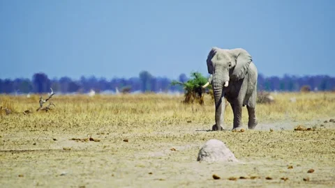 African elephant walking toward camera in savanna wildlife Stock Footage 272734061