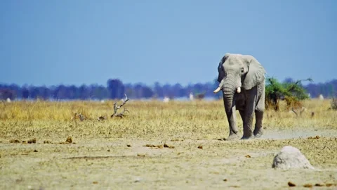 African elephant walking toward camera in savanna wildlife Stock Footage 272734880