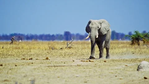 African elephant walking toward camera in savanna wildlife Video stock 272735539