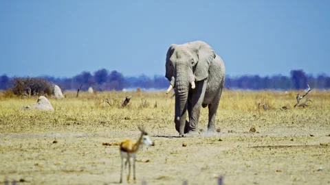 African elephant walking toward camera in savanna wildlife Stock Footage 272737847