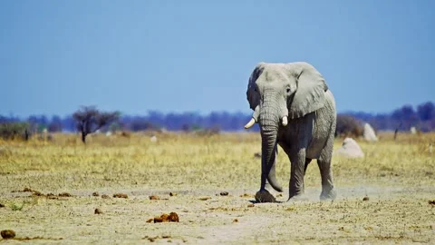 African elephant walking toward camera in savanna wildlife Video stock 272739222