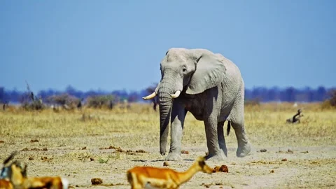 African elephant walking toward camera in savanna wildlife 库存影片 272739543