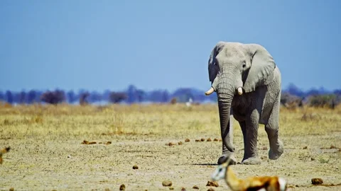 African elephant walking toward camera in savanna wildlife 库存影片 272739924