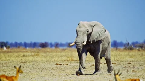 African elephant walking toward camera in savanna wildlife 库存影片 272740361