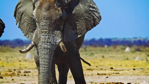 African elephant walking toward camera in savanna wildlife Stock Footage 272791747