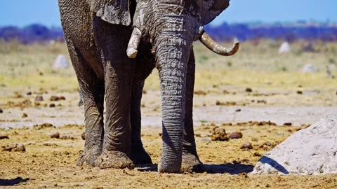 African elephant walking toward camera in savanna wildlife Video stock 272793054