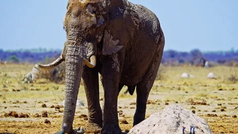 African elephant walking toward camera in savanna wildlife Video stock 272795412