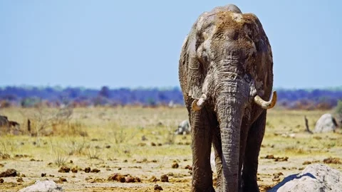 African elephant walking toward camera in savanna wildlife Stock Footage 272807264