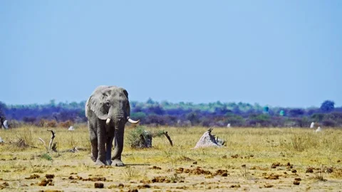 African elephant walking toward camera in savanna wildlife Stock Footage 272812602