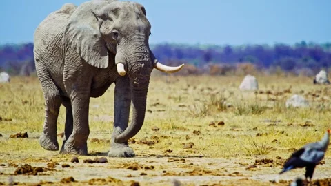 African elephant walking toward camera in savanna wildlife Stock-Footage 272816948