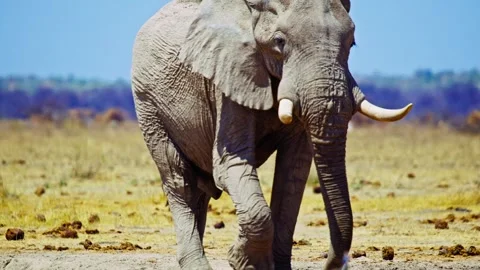 African elephant walking toward camera in savanna wildlife Stock Footage 272822931
