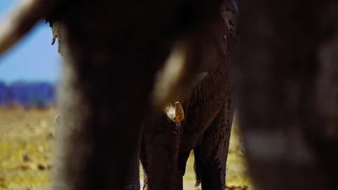 African elephant walking toward camera in savanna wildlife 库存影片 272827354