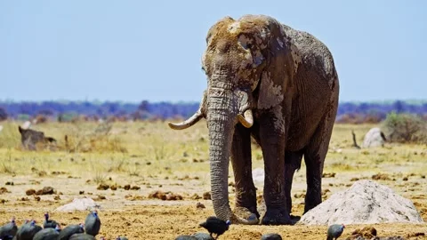 African elephant walking toward camera in savanna wildlife 库存影片 272828760