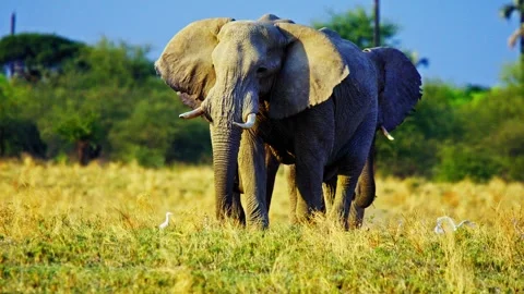 African elephant walking toward camera in savanna wildlife Stock-Footage 272837427