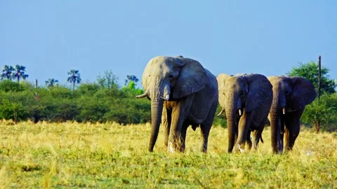 African elephant walking toward camera in savanna wildlife Stock Footage 272839013