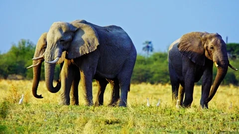 African elephant walking toward camera in savanna wildlife Stock Footage 272839864