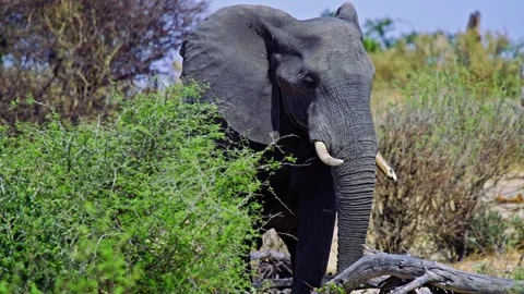 African elephant walking toward camera in savanna wildlife Stock Footage 272840752